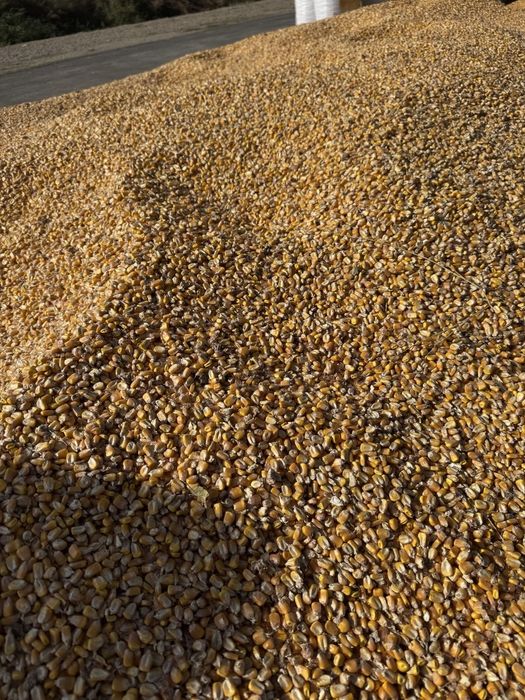 Маккажухори.сотилади 20 тонадан ошик.