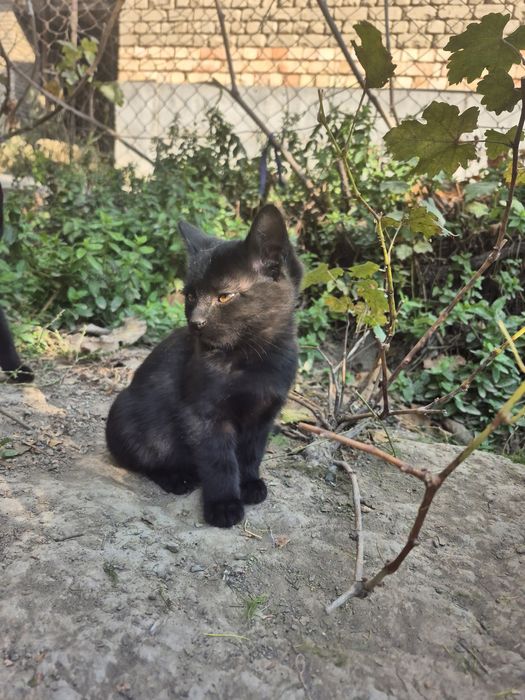 Котёнок в хорошие руки.