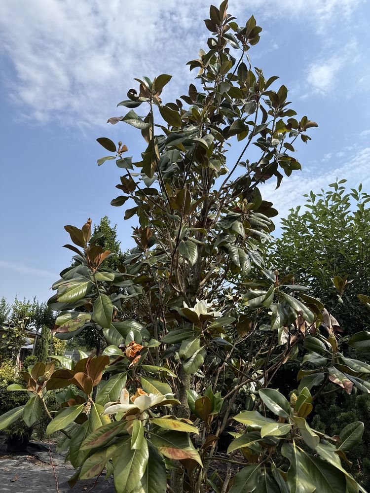 Magnolia grandiflora 3m/5m