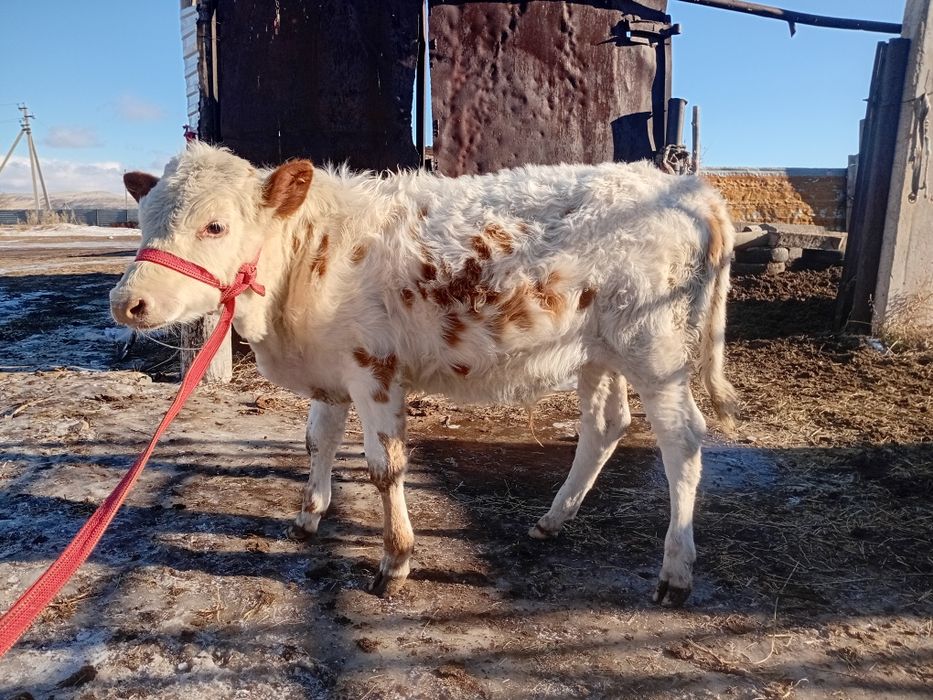 Еркек подсос бузау сатылады