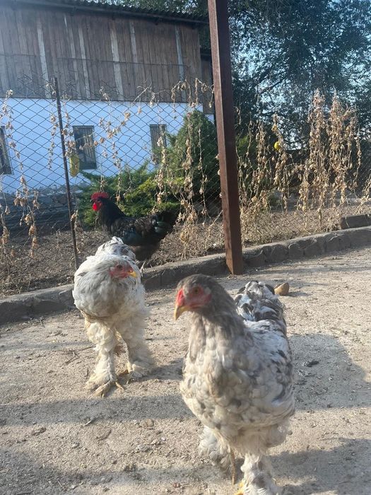 Петушок брама ещё растут