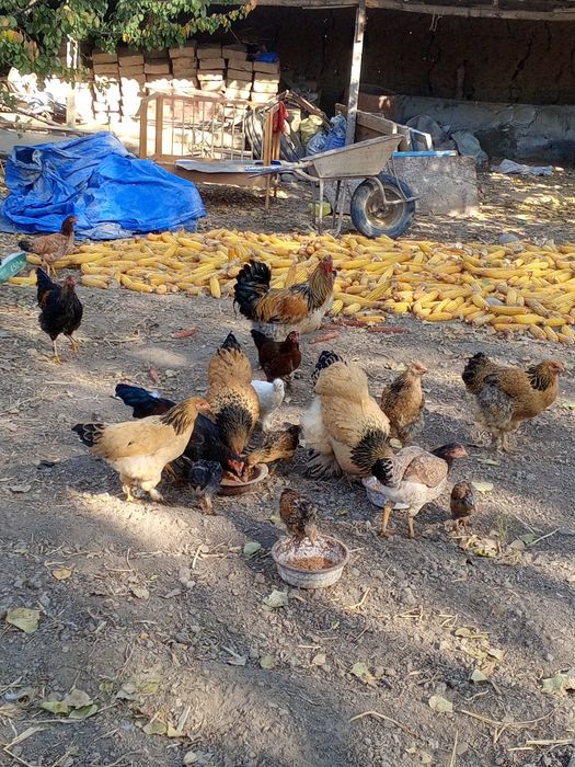 Brama tovuqlar bolalari sotiladi,,narxini kelishamiz