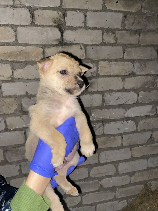 Девочки и мальчики ищут дом!