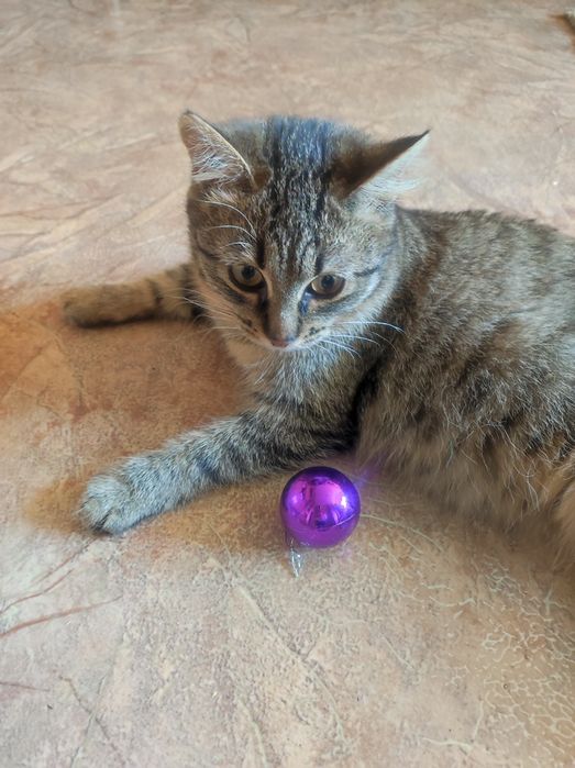 Котёнок 4,5месяцев , девочка