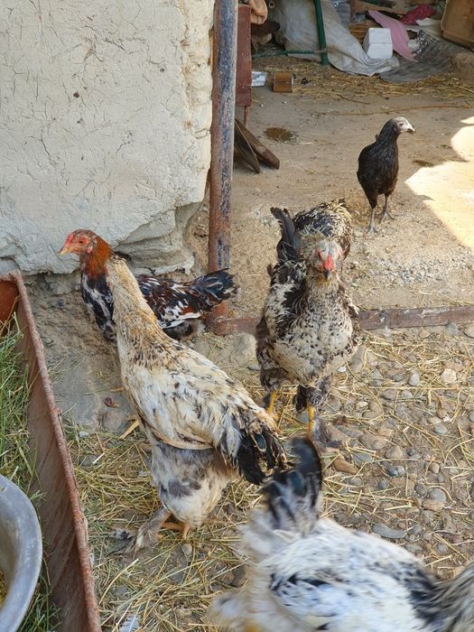 Tovuqlar Sotiladi Birama va boshqa zotlar