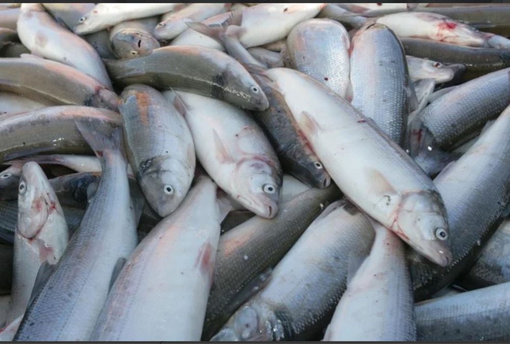 Пелядь свежемороженная!