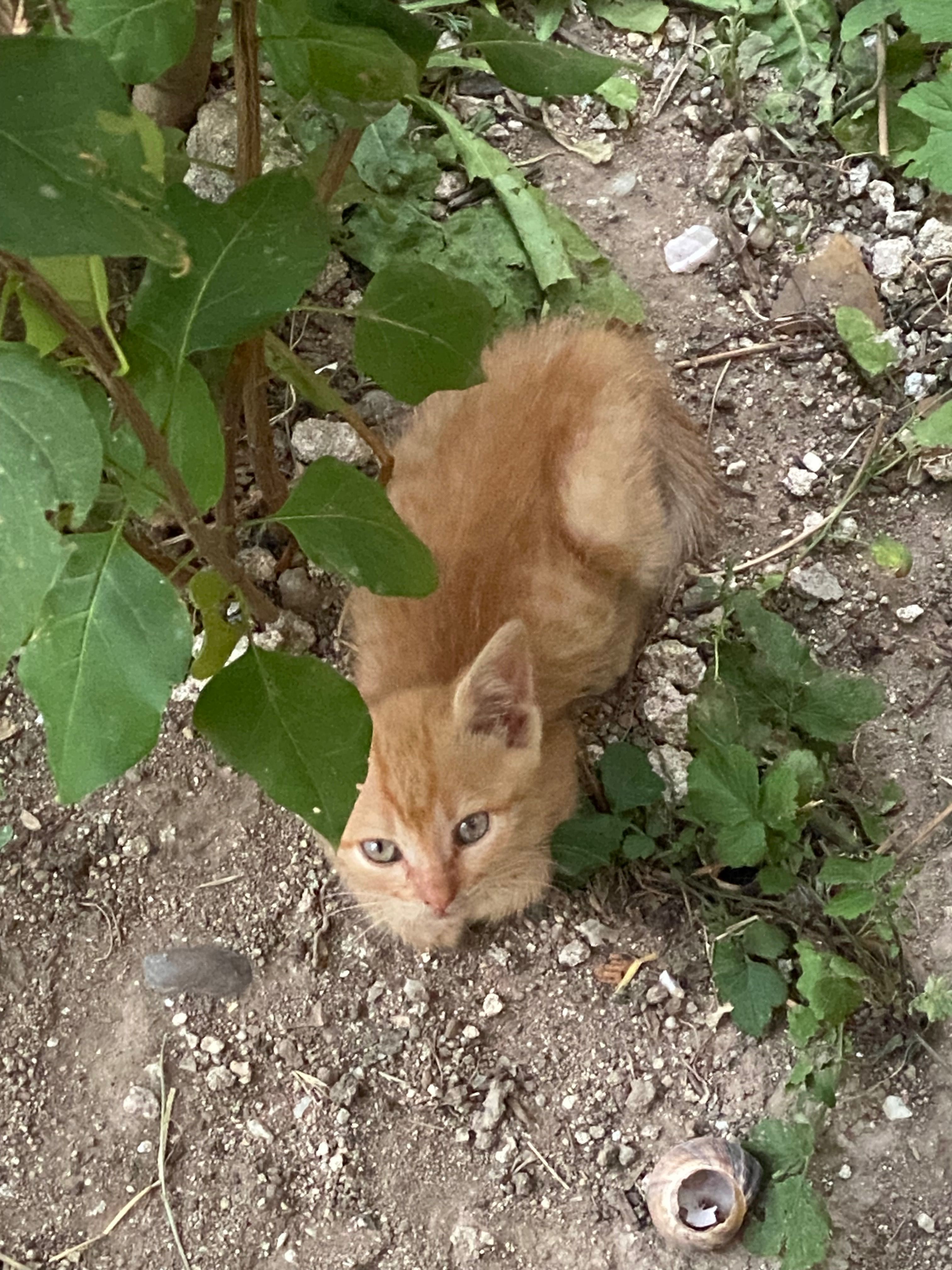 Подарявам малки котета