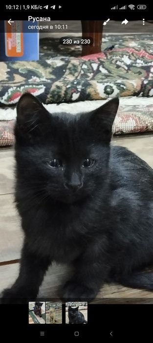 Котята домашние 3 месяца