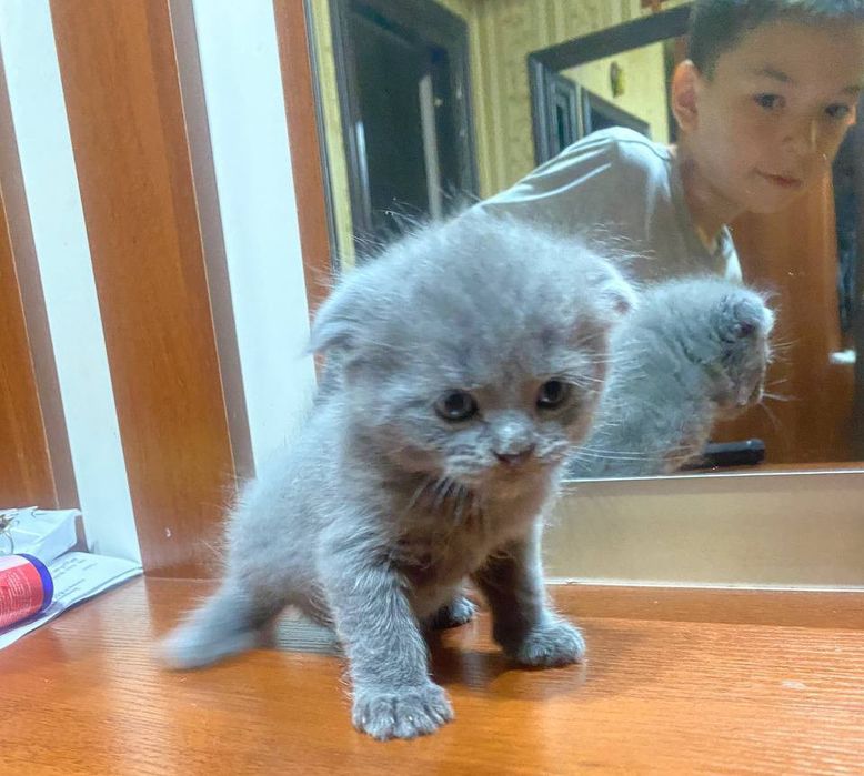 Котята 3 шт. Шотландская веслоухая кошка, котята. Правильная вязка. Об