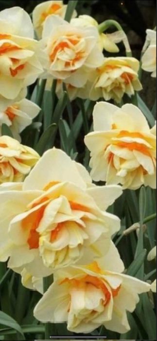 Bulbi de narcise 0,50 bsni buc