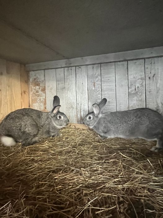 Iepuri chinchilla
