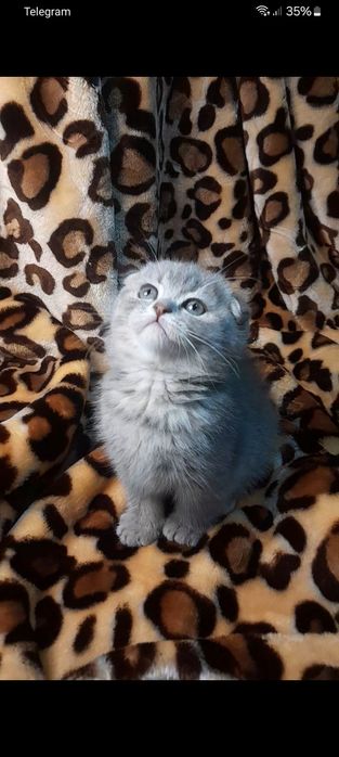 Шотландские котята