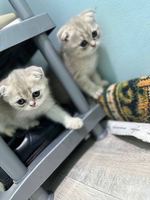 Продаю котят  скоттиш фолд и страйт