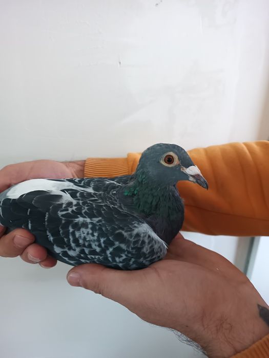 Vând porumbei cu pedigree