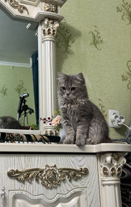 Мушук берворамиз бесплатно !!! Текинга !!!