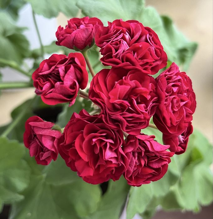 Продам черенки сортовых пеларгоний