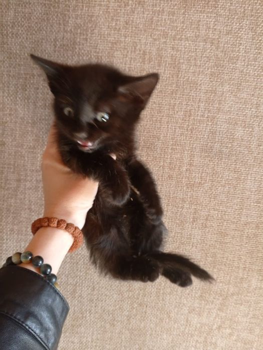 Отдаем котят умные