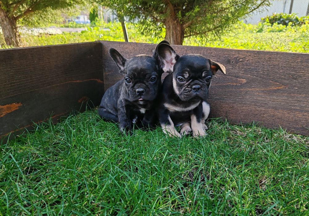 Френски   булдог