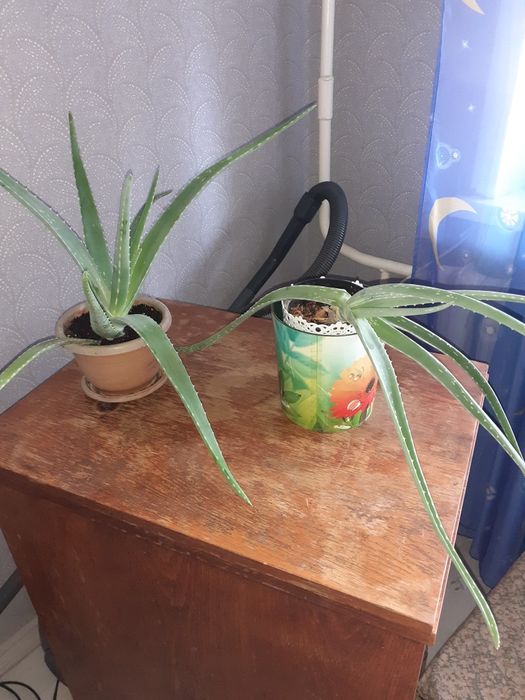 Продам растение Алое