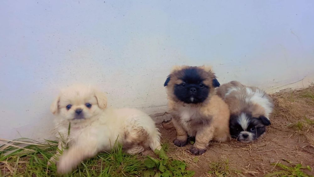 Малки чистокръвни пекинези