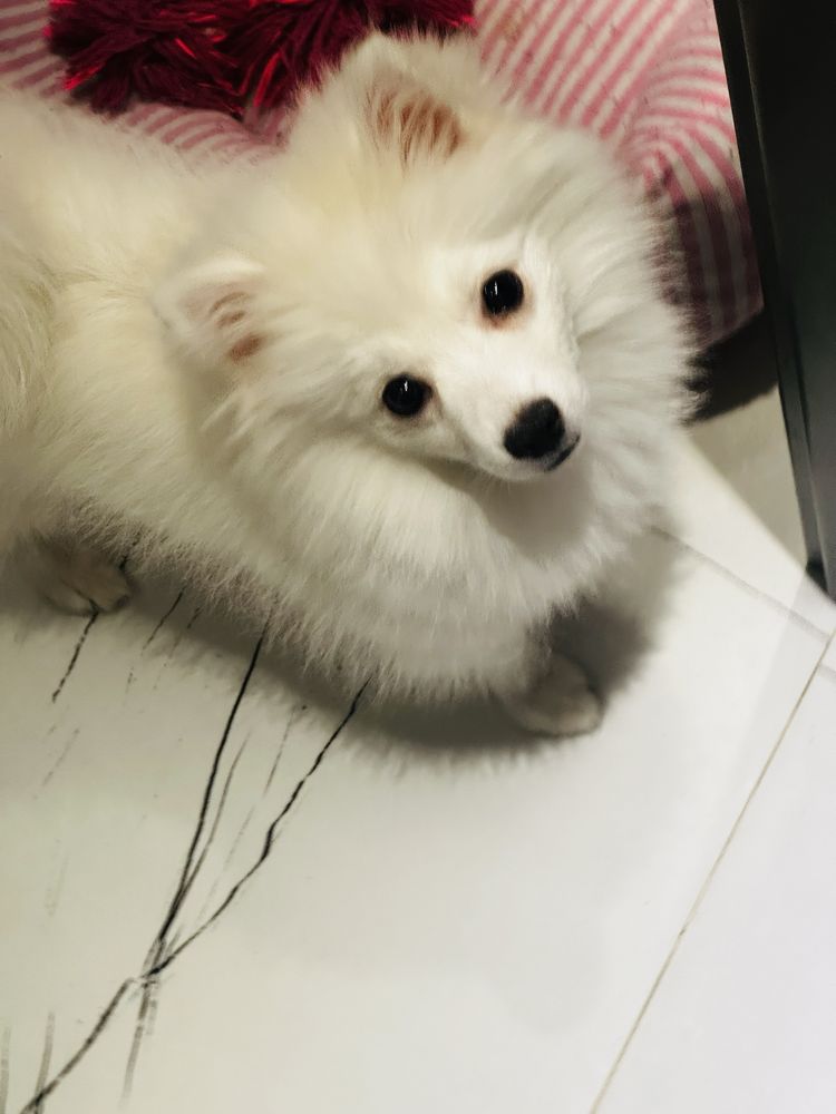 Pomeranian fetita