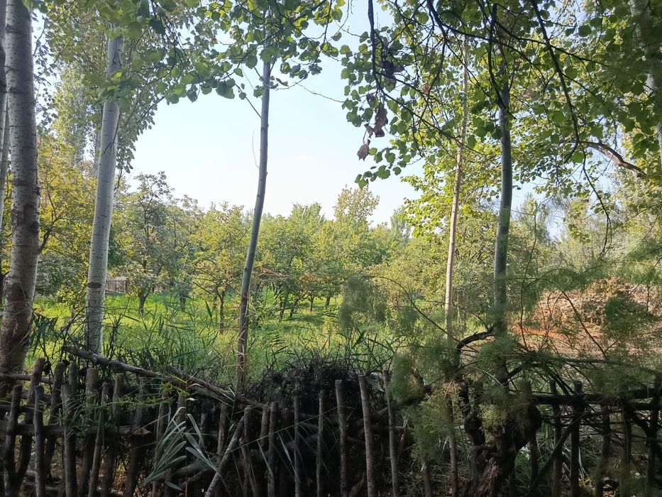 Бог мевали дарахти