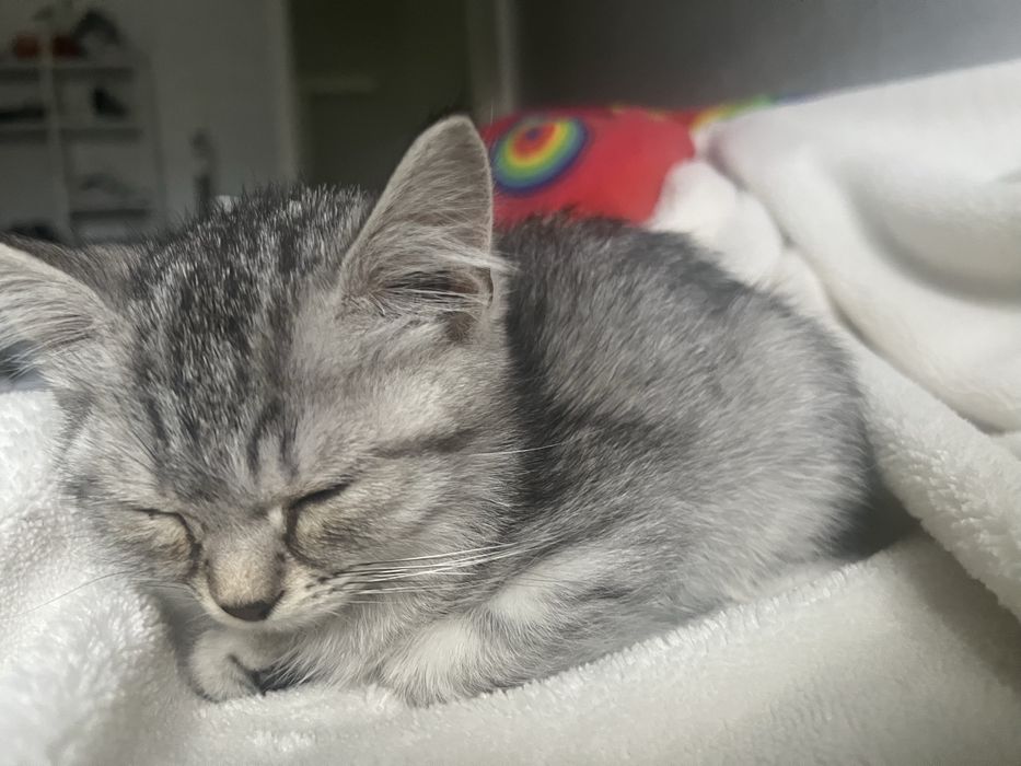 Котенок шотландский