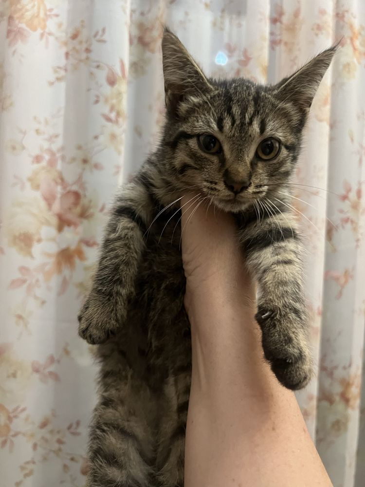 Отдам умную и очень ласковую кошечку