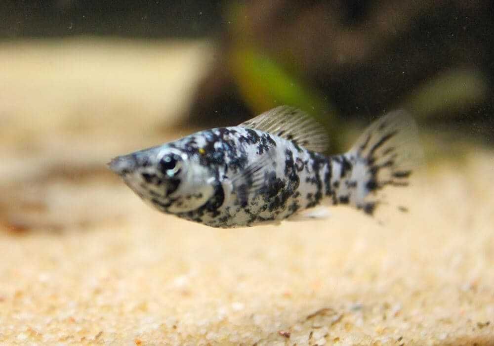 Моллинезия мраморная 3- 4 см!