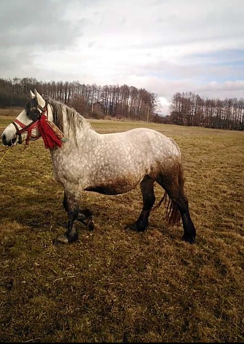 Mânză ardeneză de vinzare