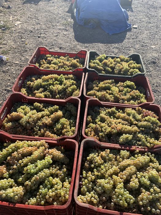 Vand struguri de vin