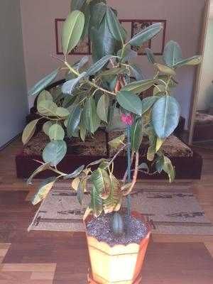 Vand ficus planta de interior