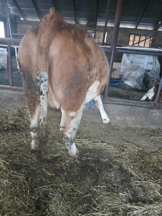 Vănd 2 juninci de afăta