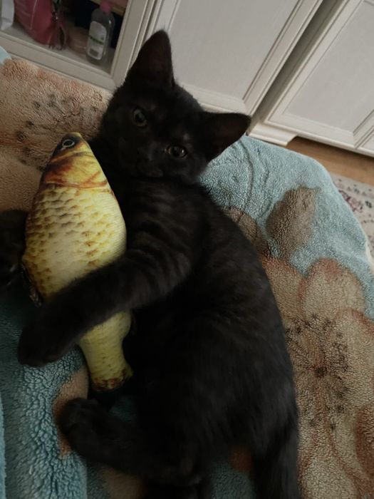 Кот черный.