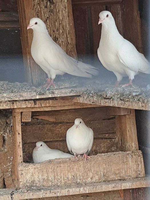 Гугутки и гълъби