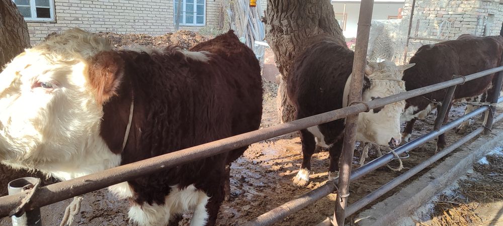 Boqma mollar. 65000 soʻm