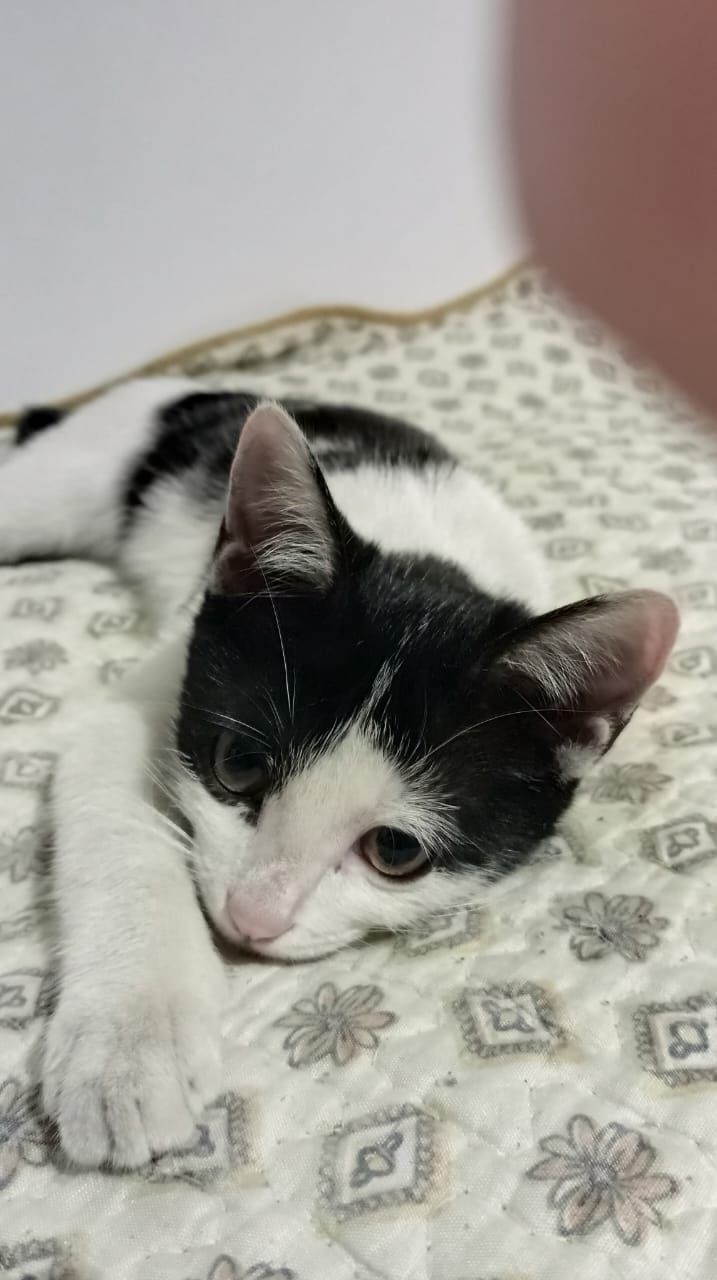 Срочно нужен дом котёнку и кошке