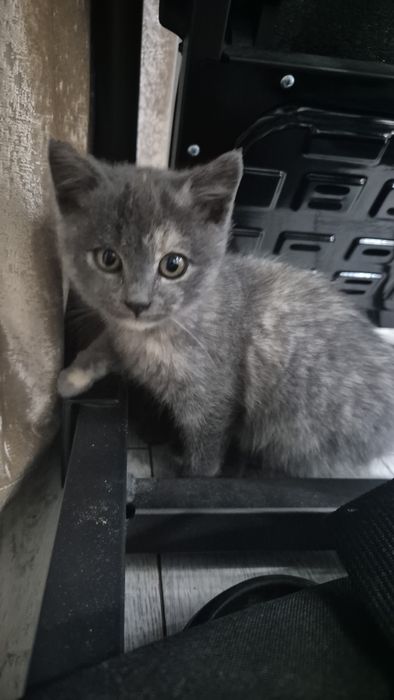 Отдам в добрые руки