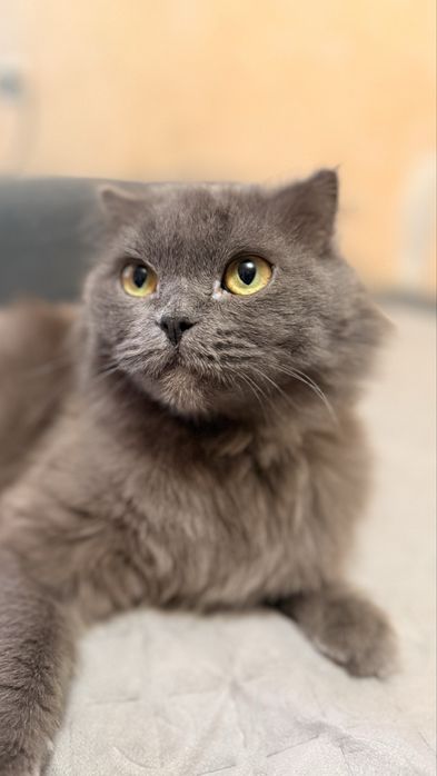 Отдам кошку в добрые руки