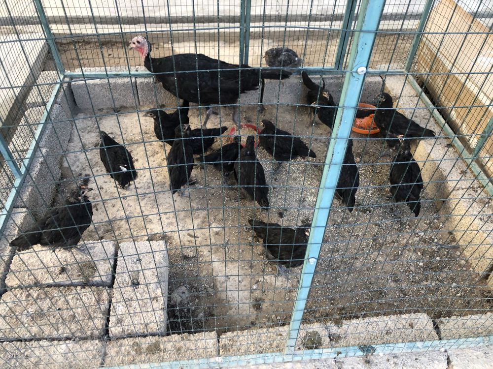 Курка ва 17 дона 3 ойлик жерси жужалари  билан сотилади.