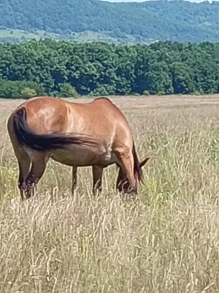 Iapă gestantă de vanzare