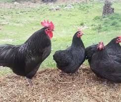 Gaini , cocosi , pui , ouo Australorp