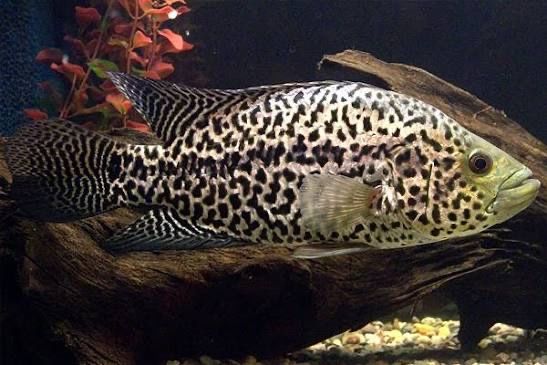 Манагуанская цихлозома