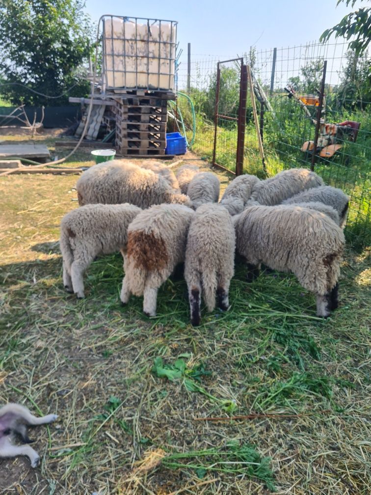 Vând miei , sunt 8 miele , 2 berbeci