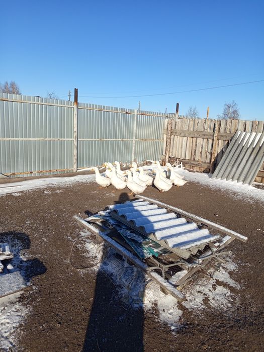 Продам мясо утки гуся