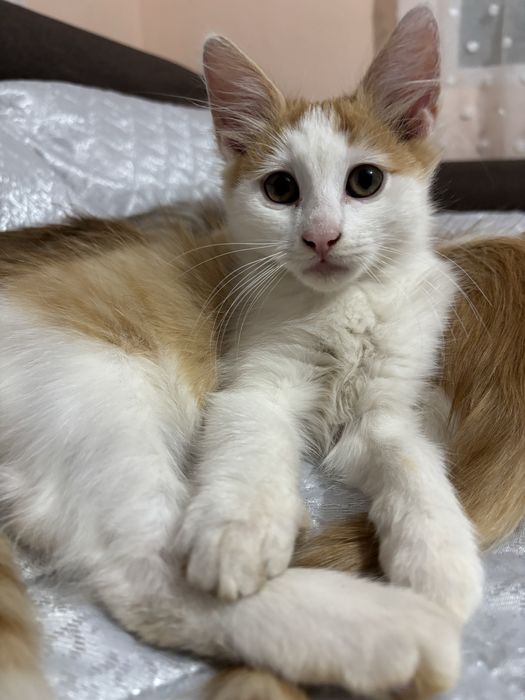 Подарявам 2 малки котенца