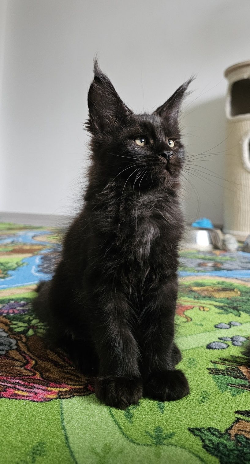 Pui Maine Coon cu pedigree