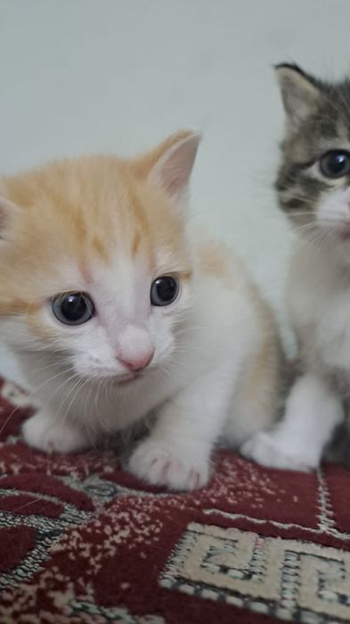 Отдам котяи в хорошие руки