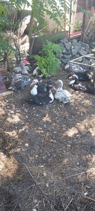 Vând rațe mute tinere