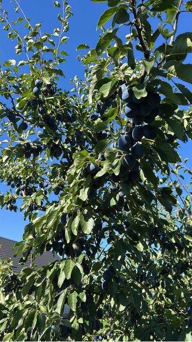 Prune pentru tuica sau consum